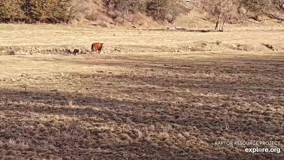 March 12, 2024: Mom and the mini-moo head for the stream. Cattle can walk not long after birth! 