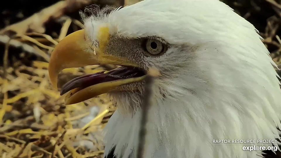 March 13, 2024: I want to reach in and remove this! Mr. North and DNF are undergoing some body molt right now, and the feathers end up EVERYWHERE!