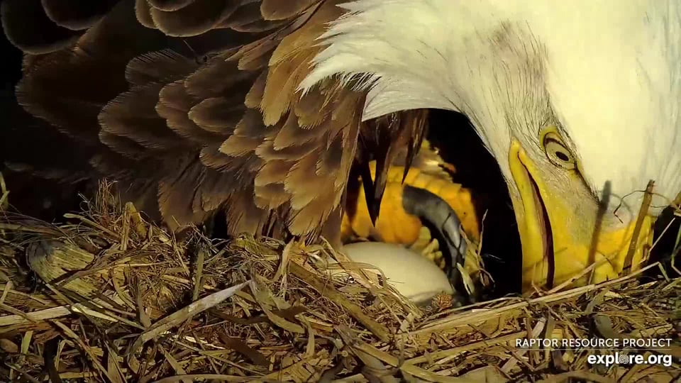March 15, 2024: A quick glimpse of the eggs, which are usually hidden behind the North's Great Nest Wall.