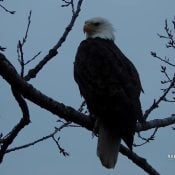 March 18, 2024: HD visits the N1 tree, upsetting the geese.