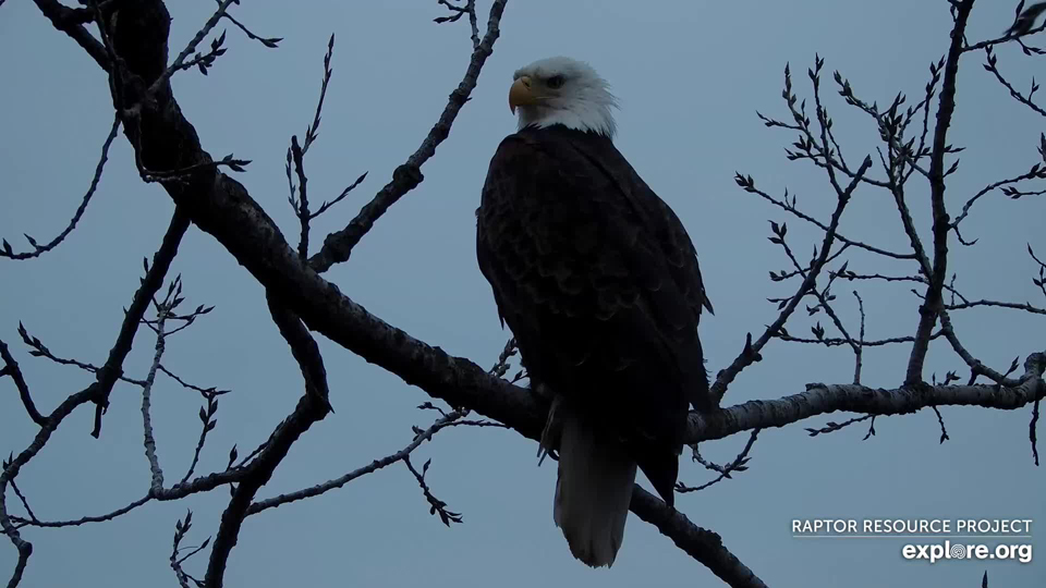 March 18, 2024: HD visits the N1 tree, upsetting the geese.