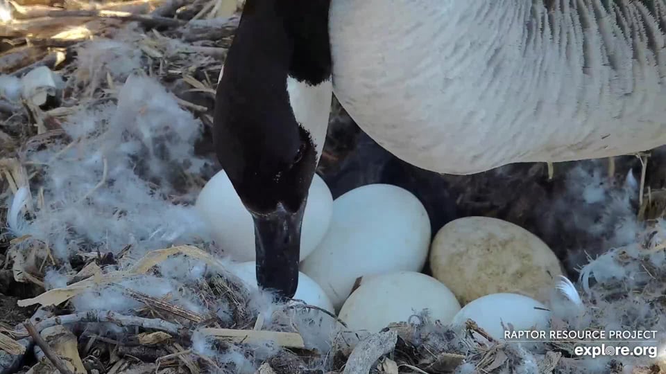 March 18, 2024: A sixth egg for Mother Goose! 