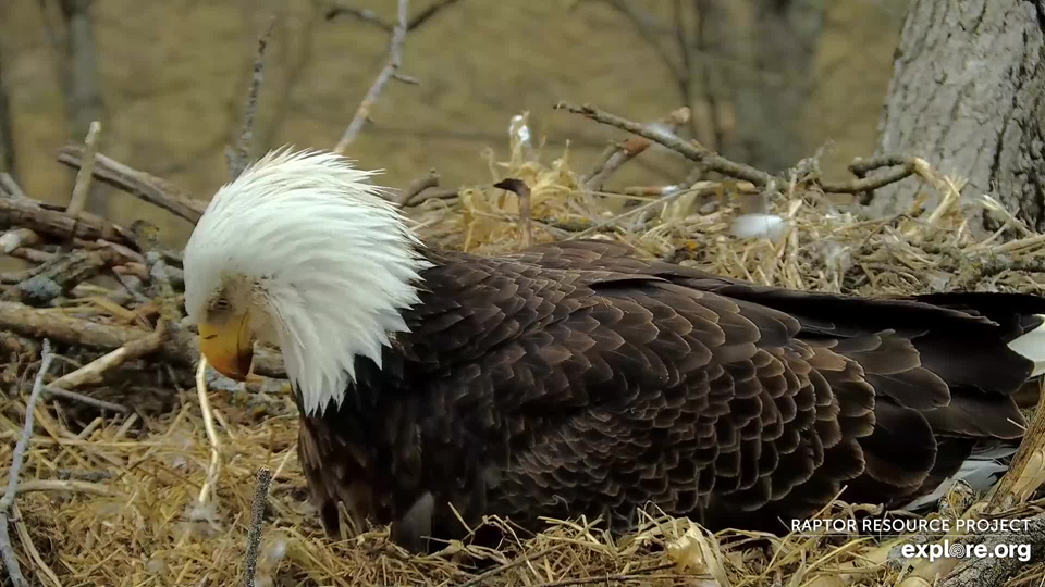 March 21, 2024: What's going on down there? DNF was restless today, looking at and listening to her eggs.