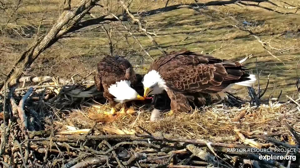 March 28, 2024: I love family feedings. Mr. North and DNF work together - more or less - to feed their young.