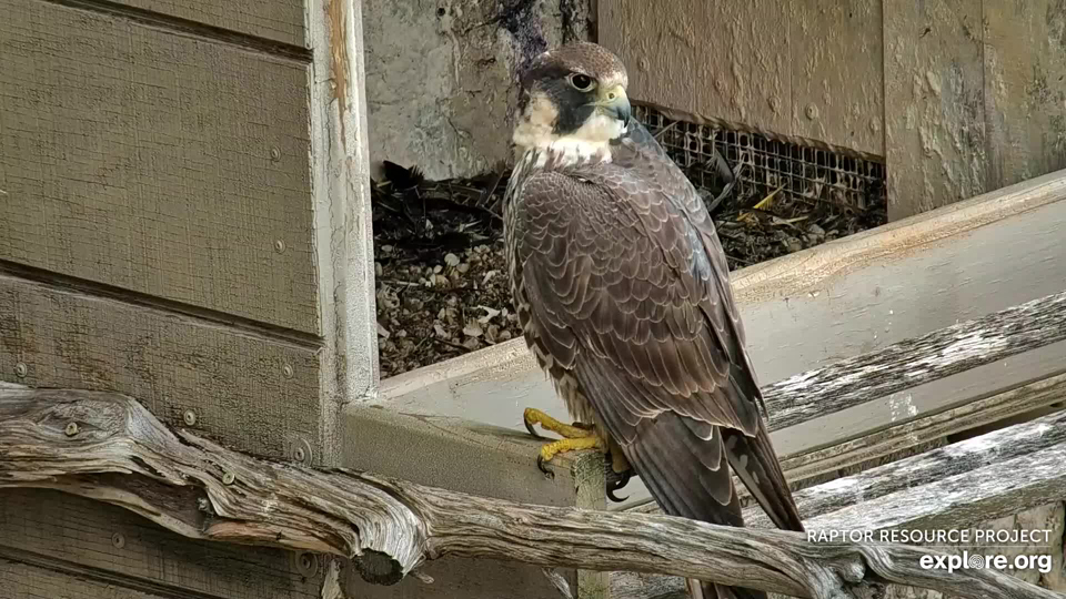 March 29, 2024: A young banded falcon at GSB.