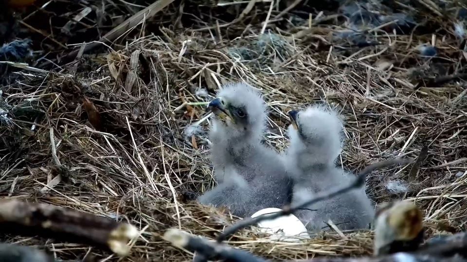 March 27, 2024: An Eagletude fit for royalty! TE3 and TE4 turned four and two days old today.