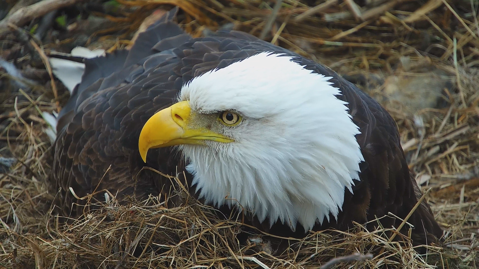 The cold, wet weather has discouraged eaglet wandering, but Mrs. T has expanded the romper room to accomodate her rapidly growing eaglets!