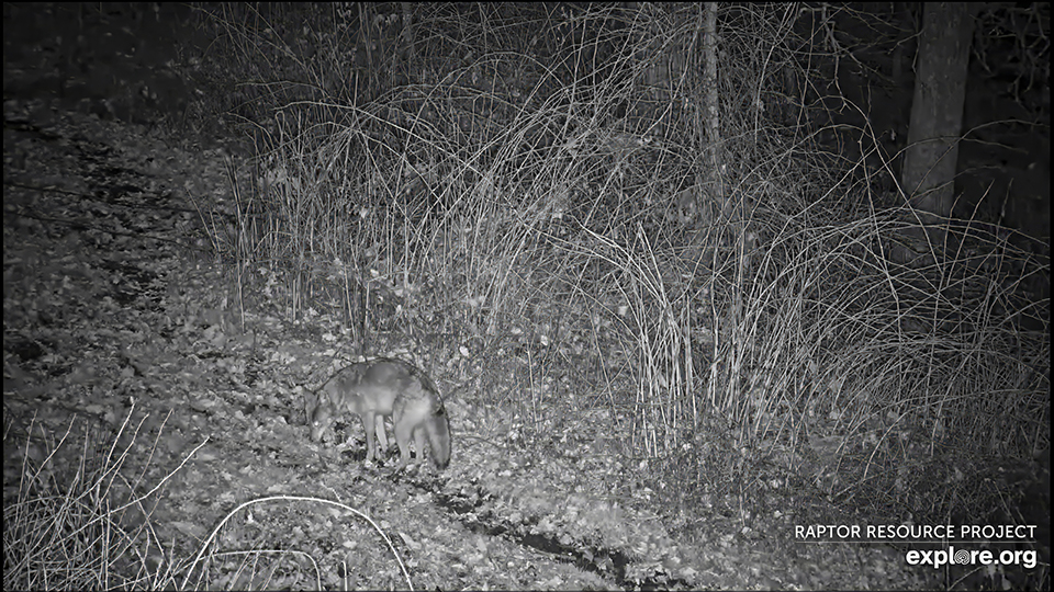 March 7, 2024: Coyotes near the North Nest. Video: https://youtu.be/NpKbdd43H_k?si=6IqWoTAgXz9MMomD.