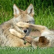 Two coyote siblings hang out together. Photo by Janet Kessler.