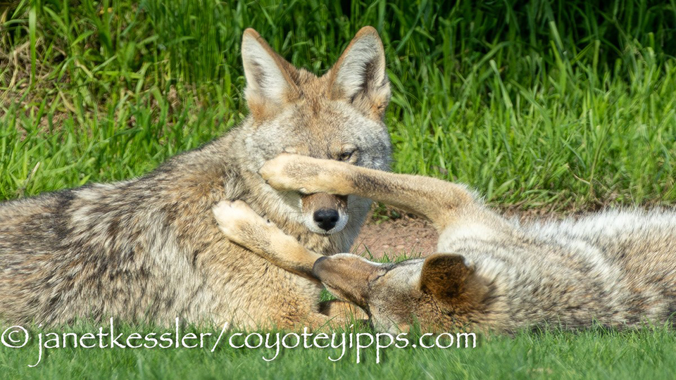 Two coyote siblings hang out together. Photo by Janet Kessler.