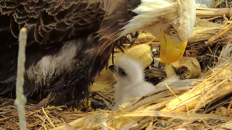 March 26, 2024: Under my Mombrella! DNF comes into the nest, feathers damp with snow and rain. The bloodstain on her face is slowly washing away.