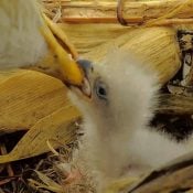 March 26, 2024: Baby's first fish eyeball? This was a large bite for DN17. It took several tries for the eaglet to gulp it all down!