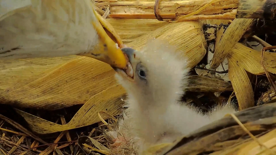 March 26, 2024: Baby's first fish eyeball? This was a large bite for DN17. It took several tries for the eaglet to gulp it all down!