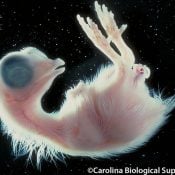 An embryonic chicken at roughly the same stage as a 24-day old eaglet. Image credit Carolina Biological Supply.