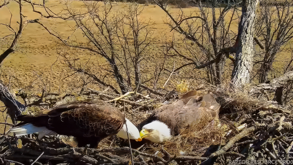 Mr. North attempts to feed DNF. Is he anticipating eaglets?