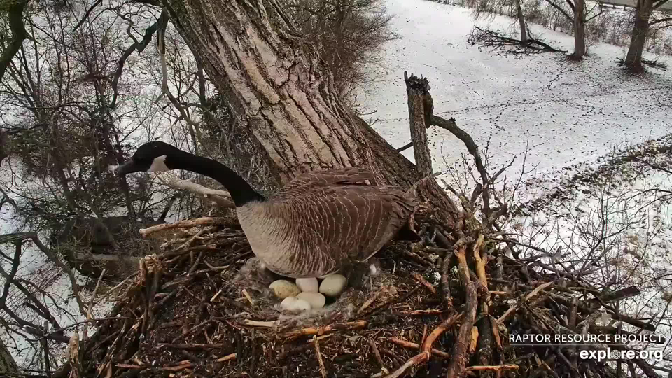 March 26, 2024: Geese at N1. Hatch should start here about April 13. 