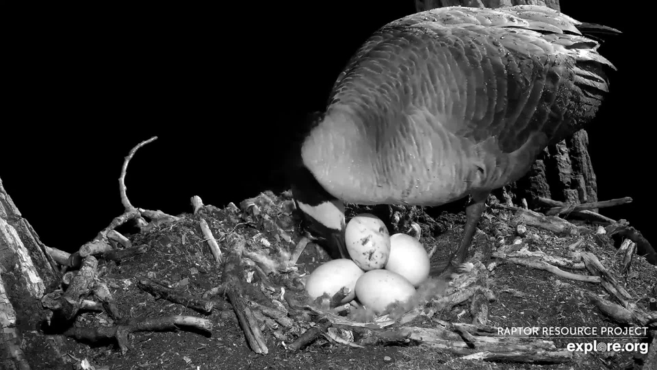 March 25, 2024: A sixth egg for the geese at N2B