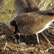 March 11, 2024: A second egg for the geese!