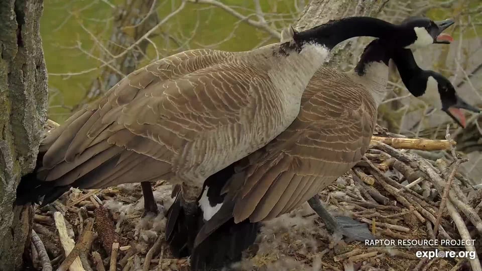 April 1, 2024: The geese at N2B defend their nest from another group.