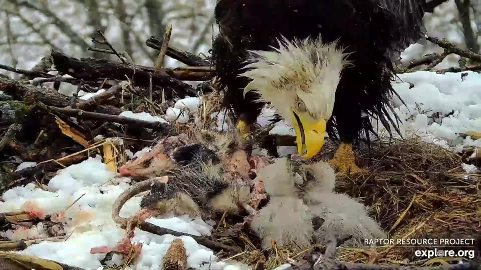 April 2, 2024: Today's prey buffet included a sizeable opossum! 