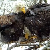 April 2, 2024: A snowy shift change. This reminds me of the care Mom and Dad took with their eaglets, who stayed safe and warm in the worst spring weather.