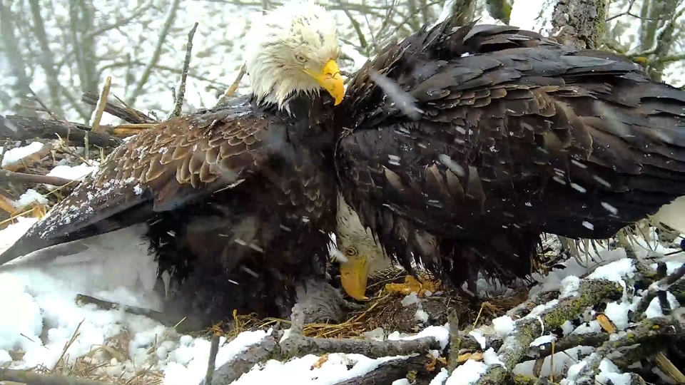 April 2, 2024: A snowy shift change. This reminds me of the care Mom and Dad took with their eaglets, who stayed safe and warm in the worst spring weather.