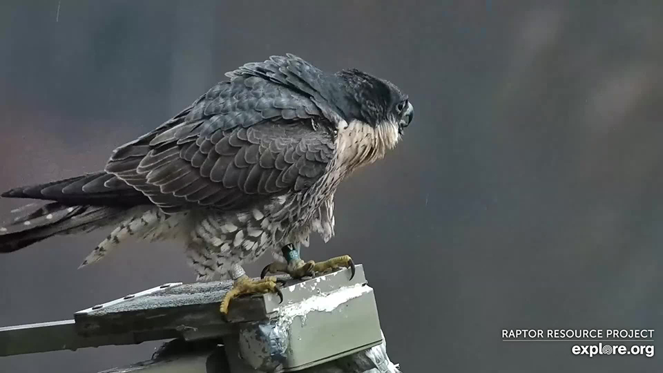 April 2, 2024: Peregrine Falcon Poppy, banded by RRP Director John Howe in 2023 at US Bank in La Crosse.