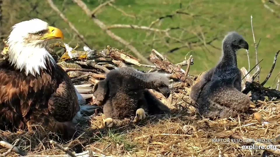 April 15, 2024: Left to right: DNF, DN17, DN18. DN17 is a little farther ahead in feather development right now, but if she is a female and he is a male, he might surpass her as their juvenile feathers come in. We'll look for clues to sex as the two grow and change.