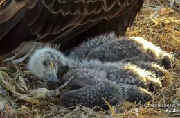 April 15, 2024: Sweet eaglet dreams! DN18 and DN17 slumber blissfully in the nest, rocked to sleep by birdsong and the gentle swaying of the tree.