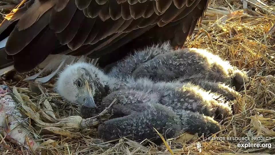 April 15, 2024: Sweet eaglet dreams! DN18 and DN17 slumber blissfully in the nest, rocked to sleep by birdsong and the gentle swaying of the tree.