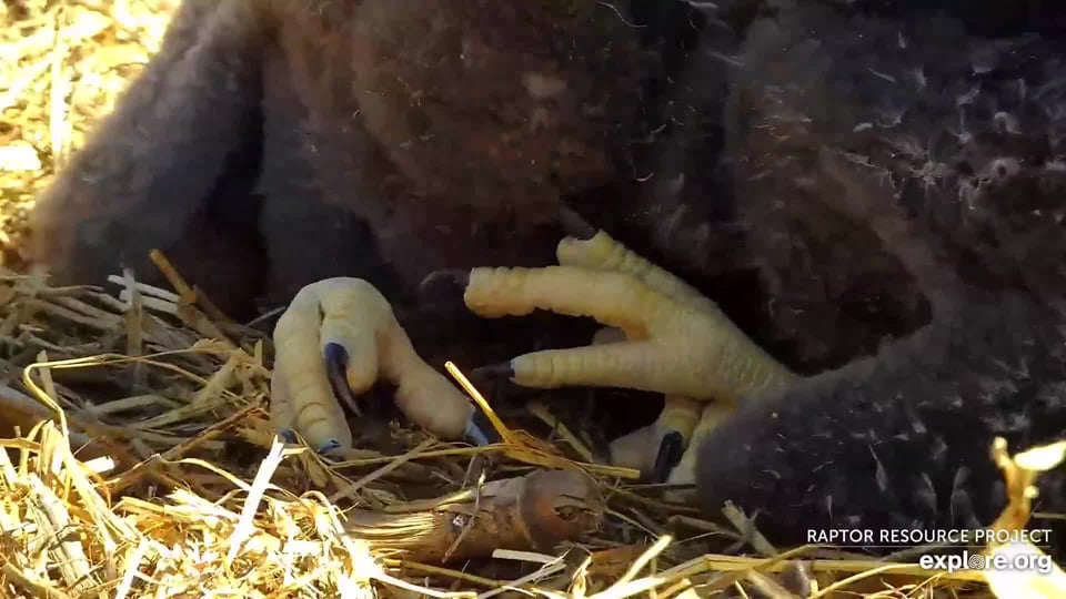 April 15, 2024: The eaglets' feet have grown large enough to stand on and their middle toes will provide balance and traction: think crampons or studs! It won't be long before they are walking on their feet instead of shuffling on their tarsi!