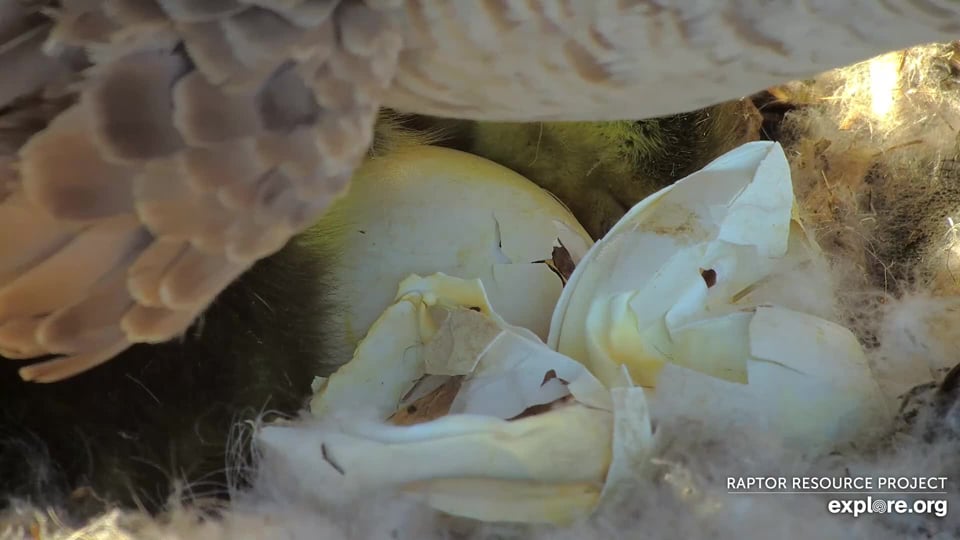 April 13, 2024: A neat look at the eggs and eggshells. The remains were eaten by MG and trampled by the goslings. The shells are relatively thin since the embryos absorb calcium from the shell to build their developing skeletons.

Young waterfowl have a high percentage of chondroid bone, a springy skeletal tissue intermediate between cartilage and bone. This makes them springier and helps them survive the leap.