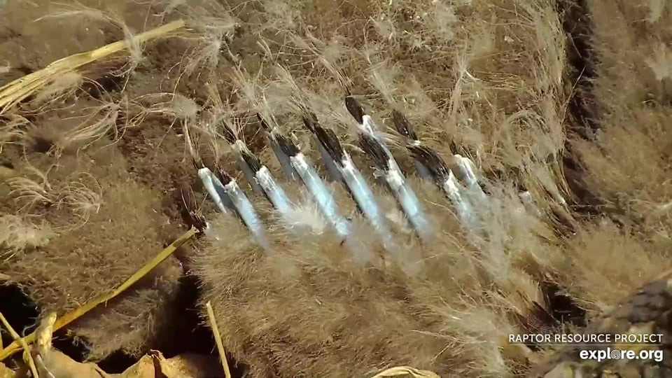 April 15, 2024: Pinfeathers! You can see three types of feathers in this shot: white dandelion puffs of natal down, grey thermal down, and juvenile feathers unfurling from their keratin sheaths.