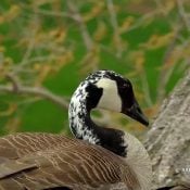 April 19, 2024: A leucistic Canada goose at N1