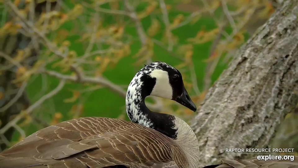 April 19, 2024: A leucistic Canada goose at N1