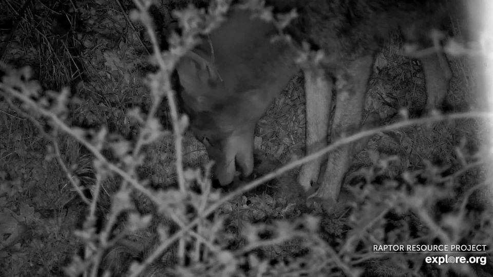 April 24, 2024: A coyote feasting on a mammal - opossum, perhaps? - near the North nest. I've wondered to what degree the coyotes and eagles end up feasting on each others leftovers! 
