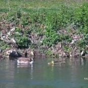 April 24, 2024: MG and PG with their lone gosling.