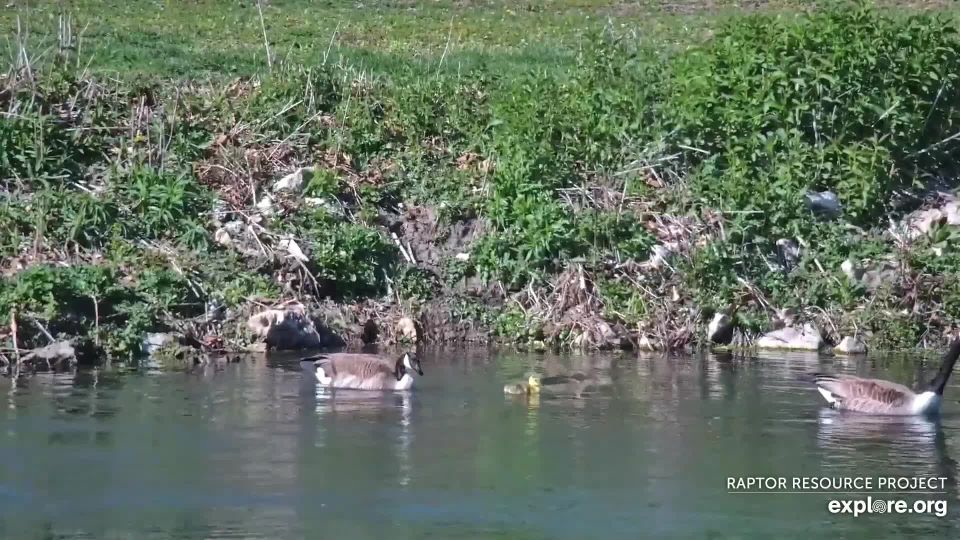 April 24, 2024: MG and PG with their lone gosling.