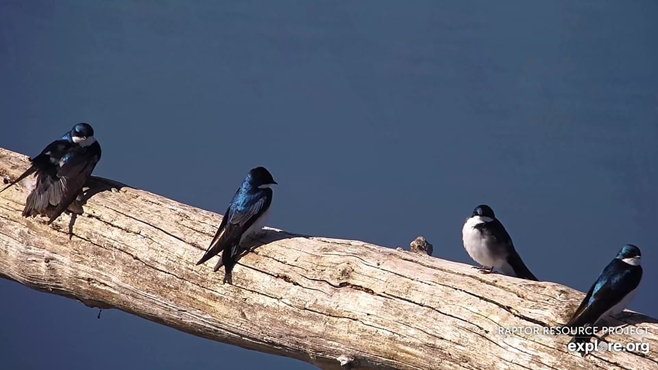April 24, 2024: Tree Swallows on the Flyway.