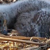 April 26, 2025: Sweet eagle dreams, TE3!