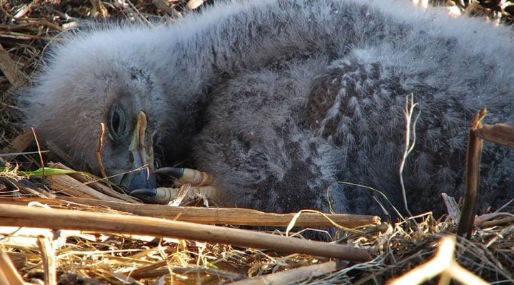 April 26, 2025: Sweet eagle dreams, TE3!