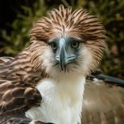Photo of a Philippine Eagle at the Philippine Eagle Center by Shemlongakit
