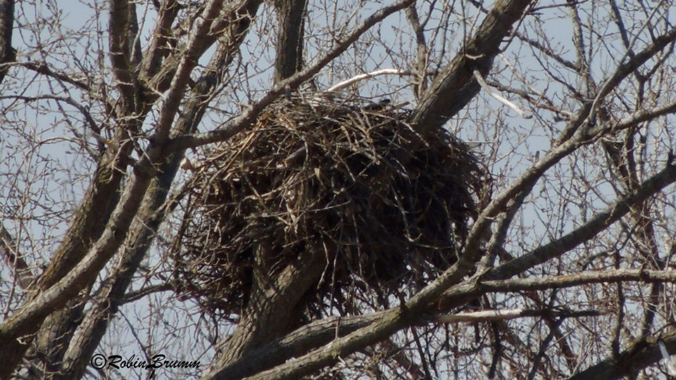 March 30, 2024: Can you see DM2's wing in the nest? Eagles can be surprisingly hard to spot for such large birds! 
