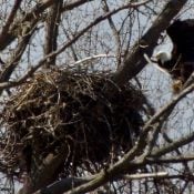 March 30, 2024: Mom Decorah. She is still nesting at 22 years of age.