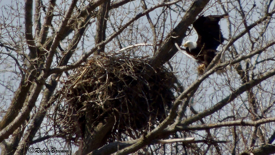 March 30, 2024: Mom flying into the nest with grass.