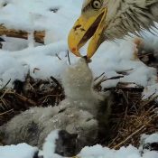 April 2, 2024: A snowy feeding. See the grey down tracts emerging from the fluffy white natal down!