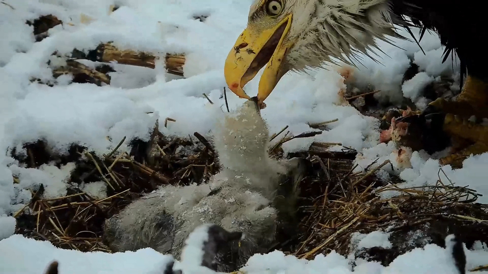 April 2, 2024: A snowy feeding. See the grey down tracts emerging from the fluffy white natal down!