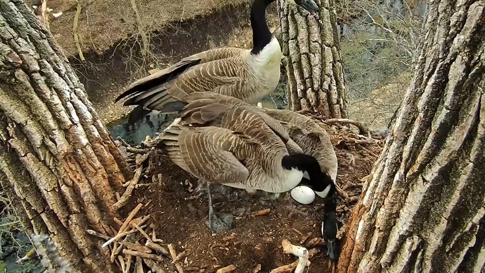 April 1, 2024: the resident geese struggle with the intruder.