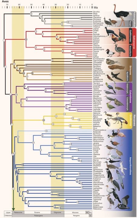 Avian Tree Of Life. Image credit: Richard O. Prum et al., doi: 10.1038/nature15697.