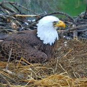 2024: 0629-44094, aka Ma FSV. She is 22 years old and fledged from a still active nest about 45 miles east of this one.